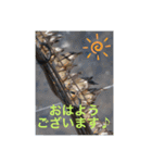 生き物写真で「おはようございます」2（個別スタンプ：33）