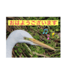 生き物写真で「おはようございます」2（個別スタンプ：35）
