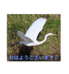 生き物写真で「おはようございます」2（個別スタンプ：36）