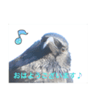 生き物写真で「おはようございます」2（個別スタンプ：37）