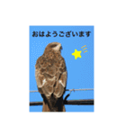 生き物写真で「おはようございます」2（個別スタンプ：38）