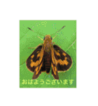 生き物写真で「おはようございます」2（個別スタンプ：39）
