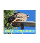 生き物写真で「おはようございます」2（個別スタンプ：40）
