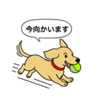 ミニチュアダックス(スムース＋イエロー)（個別スタンプ：10）