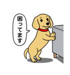 ミニチュアダックス(スムース＋イエロー)（個別スタンプ：15）