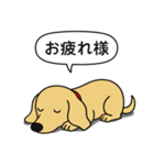 ミニチュアダックス(スムース＋イエロー)（個別スタンプ：22）