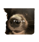 横山さん家（個別スタンプ：16）