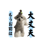 さくらにくらくら（個別スタンプ：33）