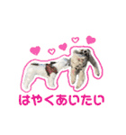 さくらにくらくら（個別スタンプ：35）