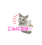 ゆっくりタマの日常挨拶使えるスタンプ3（個別スタンプ：1）
