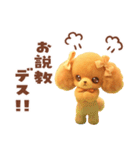 ふわもこ☆トイプードル（個別スタンプ：22）