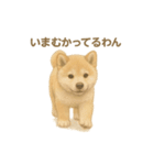 日本犬の子犬くんシリーズ2025（個別スタンプ：2）