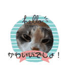 あすねこのスタンプ2（個別スタンプ：1）