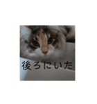 あすねこのスタンプ2（個別スタンプ：3）