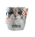 あすねこのスタンプ2（個別スタンプ：6）