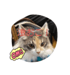 あすねこのスタンプ2（個別スタンプ：7）