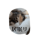 あすねこのスタンプ2（個別スタンプ：8）