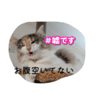あすねこのスタンプ2（個別スタンプ：10）