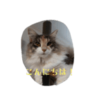 あすねこのスタンプ2（個別スタンプ：11）