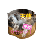 あすねこのスタンプ2（個別スタンプ：13）