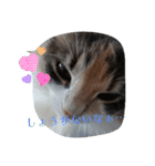 あすねこのスタンプ2（個別スタンプ：14）