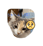 あすねこのスタンプ2（個別スタンプ：15）