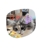 あすねこのスタンプ2（個別スタンプ：16）