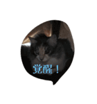 あすねこのスタンプ2（個別スタンプ：17）