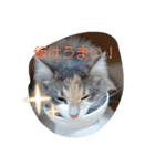 あすねこのスタンプ2（個別スタンプ：19）