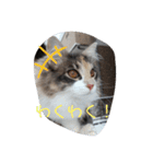 あすねこのスタンプ2（個別スタンプ：20）