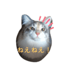 あすねこのスタンプ2（個別スタンプ：21）