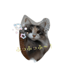 あすねこのスタンプ2（個別スタンプ：24）