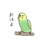 セキセイインコの可愛い1日(グリーン)（個別スタンプ：1）