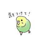 セキセイインコの可愛い1日(グリーン)（個別スタンプ：4）