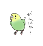 セキセイインコの可愛い1日(グリーン)（個別スタンプ：5）