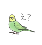 セキセイインコの可愛い1日(グリーン)（個別スタンプ：12）