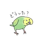 セキセイインコの可愛い1日(グリーン)（個別スタンプ：13）