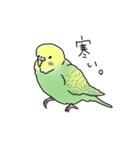 セキセイインコの可愛い1日(グリーン)（個別スタンプ：16）