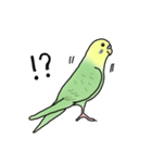 セキセイインコの可愛い1日(グリーン)（個別スタンプ：20）