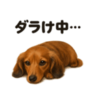 ぐでぐでミニチュアダックスフンドスタンプ（個別スタンプ：14）