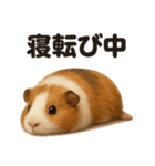 ぐでぐでモルモットの日常スタンプ（個別スタンプ：10）