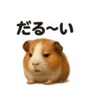 ぐでぐでモルモットの日常スタンプ（個別スタンプ：11）