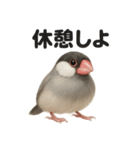 ぐでぐで文鳥の日常スタンプ【リアル系】（個別スタンプ：3）