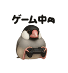 ぐでぐで文鳥の日常スタンプ【リアル系】（個別スタンプ：5）