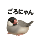 ぐでぐで文鳥の日常スタンプ【リアル系】（個別スタンプ：6）