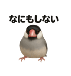 ぐでぐで文鳥の日常スタンプ【リアル系】（個別スタンプ：8）