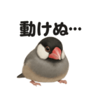 ぐでぐで文鳥の日常スタンプ【リアル系】（個別スタンプ：9）