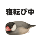 ぐでぐで文鳥の日常スタンプ【リアル系】（個別スタンプ：10）