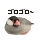 ぐでぐで文鳥の日常スタンプ【リアル系】（個別スタンプ：13）