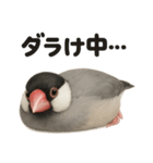 ぐでぐで文鳥の日常スタンプ【リアル系】（個別スタンプ：14）